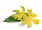 Parfémy s Ylang-Ylangem