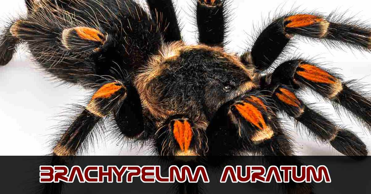 Brachypelma auratum