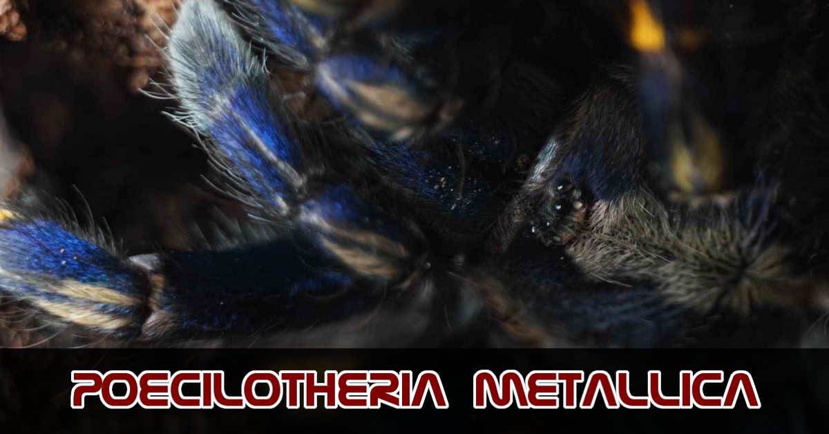 Poecilotheria metallica