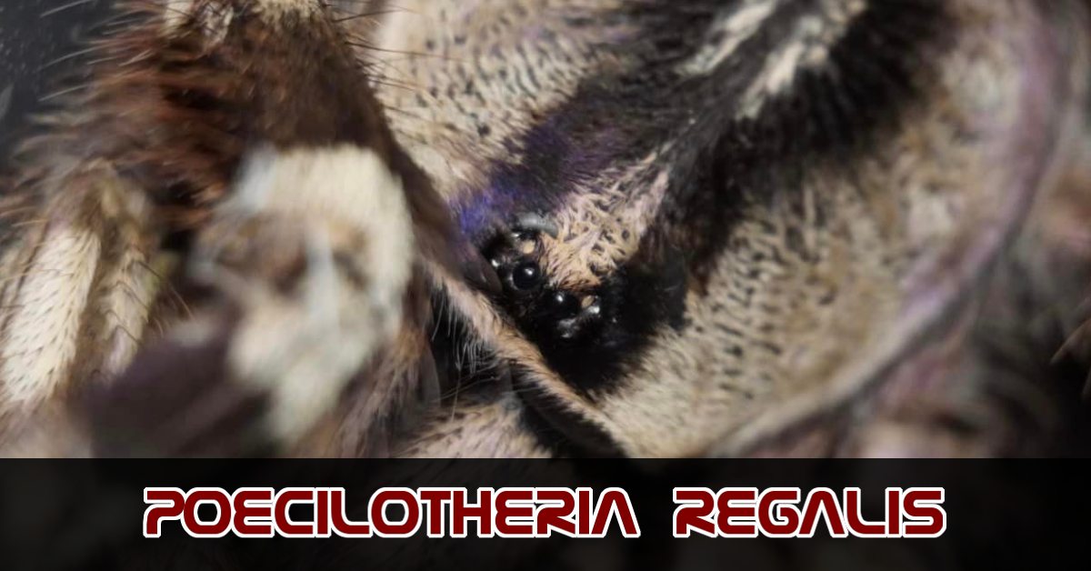 Poecilotheria regalis