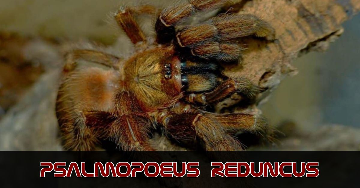 Psalmopoeus reduncus