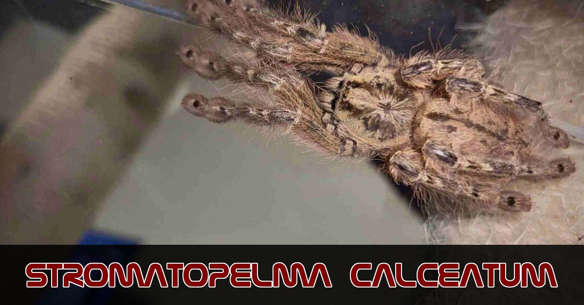 Stromatopelma calceatum