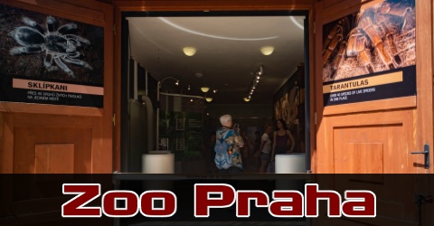 Sklípkani v ZOO Praha