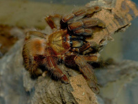  Psalmopoeus reduncus adult samice