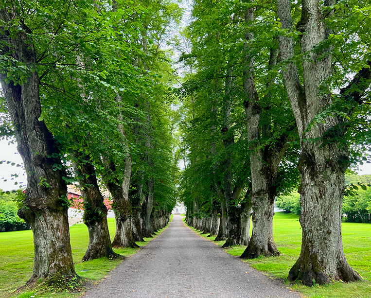 Arboristická akademie