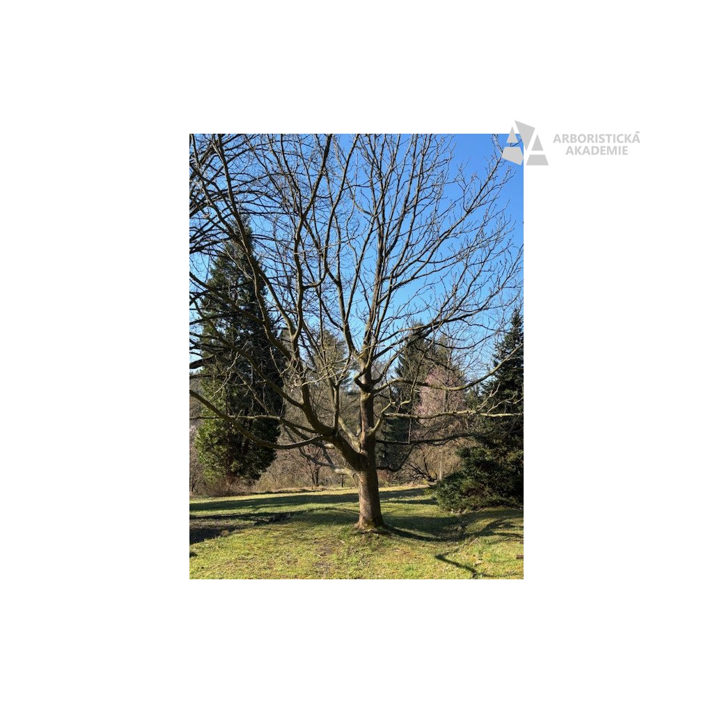 Praktické poznávání listnatých dřevin v bezlistém stavu