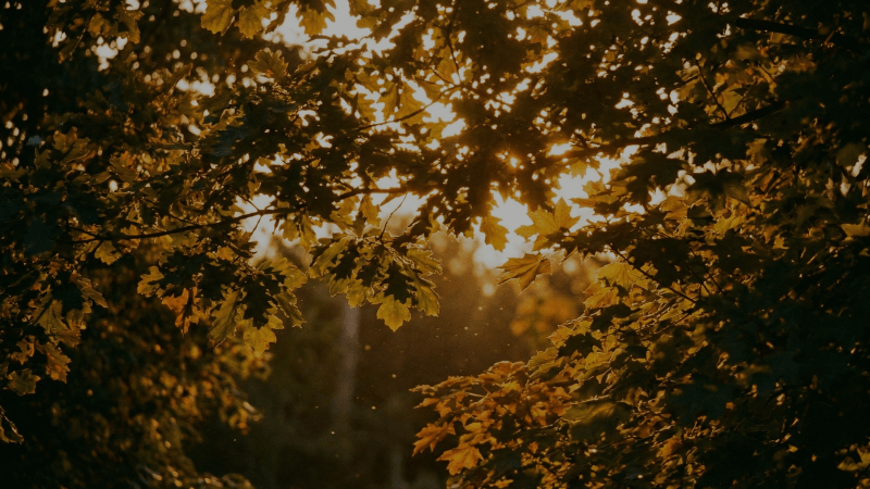 Modrozelená infrastruktura GreenMax