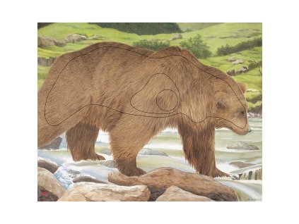 Terč 2D JVD medvěd