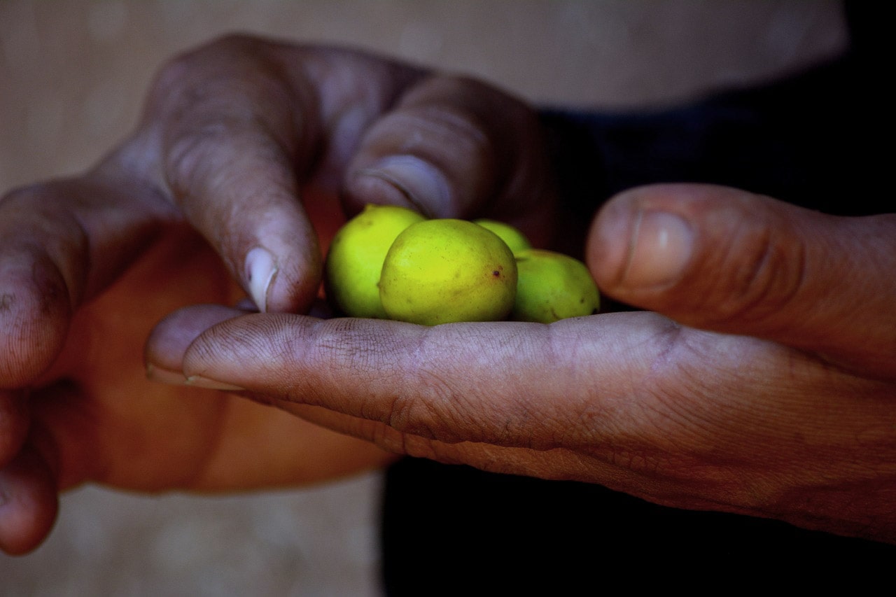 Ako si správne vybrať arganový olej