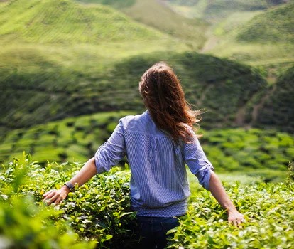 Tea tree olej: Voňavý prírodný zázrak