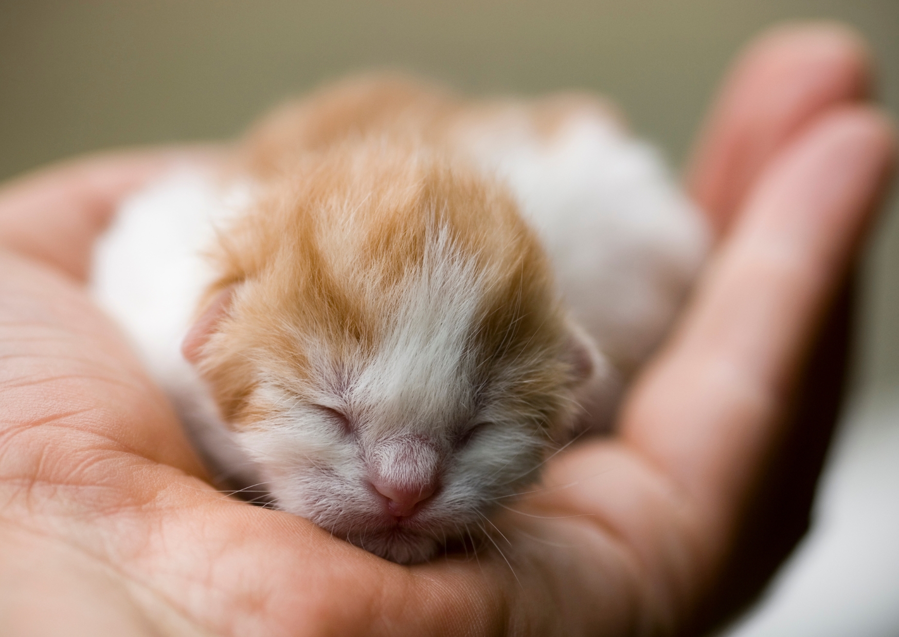 Vše, co potřebujete pro koťátko: Průvodce pro nové majitele