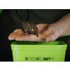 Forma Delphin Method QUIX Reaxe XL (Velikost XL / Transparent Soft)