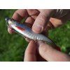 DuoPACK BOX Delphin Realix 3D / 6 x 2ks (Velikost 13cm / Roach)