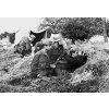 Lodička modrá vojenská čiapka Bulharsko (Veľkosť 57)