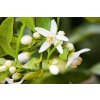 Neroli