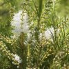 Tea tree