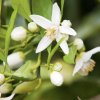 Neroli kvet