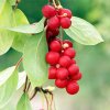 schisandra beerenextrakt 1