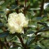Rododendron