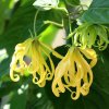 ylang ylang1