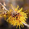 hamamelis 1