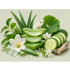 Aloe and Cucumber 2