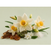 Narcissus DBB 98458 Aroma Global