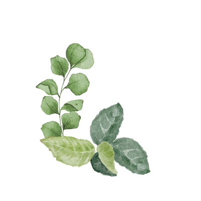 Eukalyptus EO