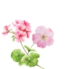 Geranium