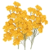 Helichrysum