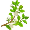 Myrta