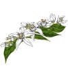 Neroli