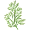 kopor