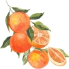 mandarinka