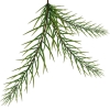 smrek