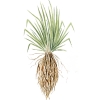vetiver