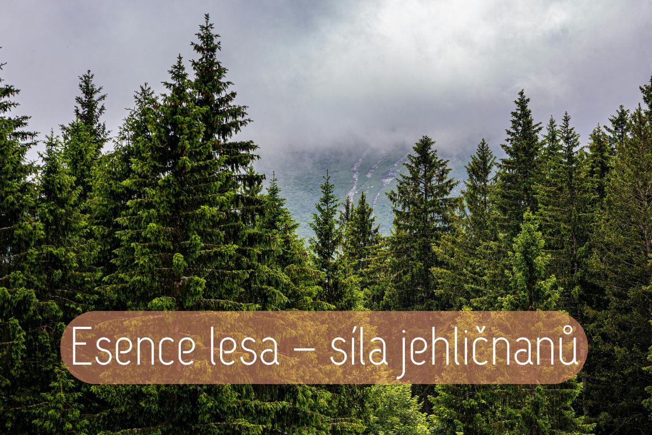 Esence lesa: síla jehličnanů