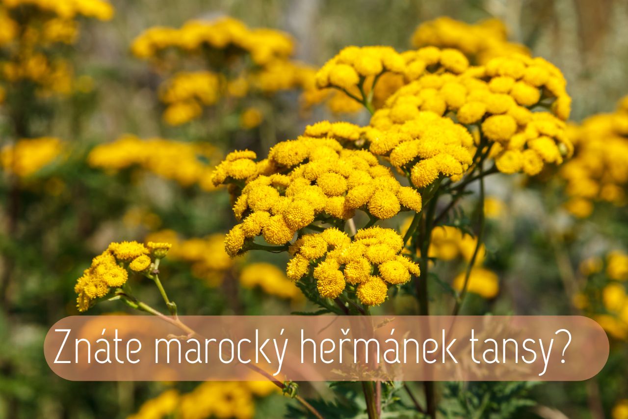 Marocký heřmánek tansy: na alergie i ekzémy