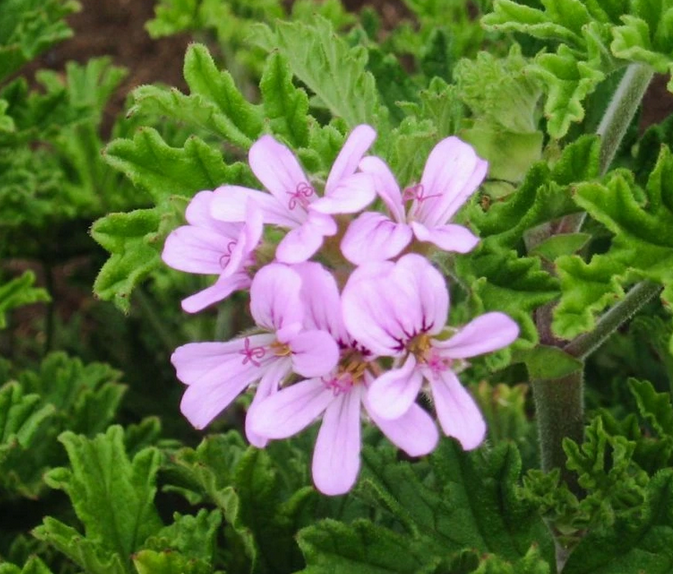 GERANIUM