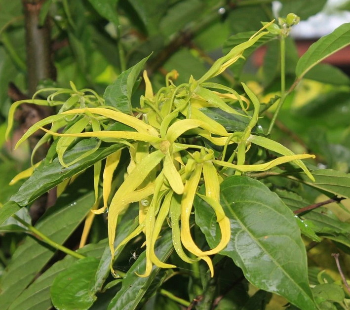YLANG