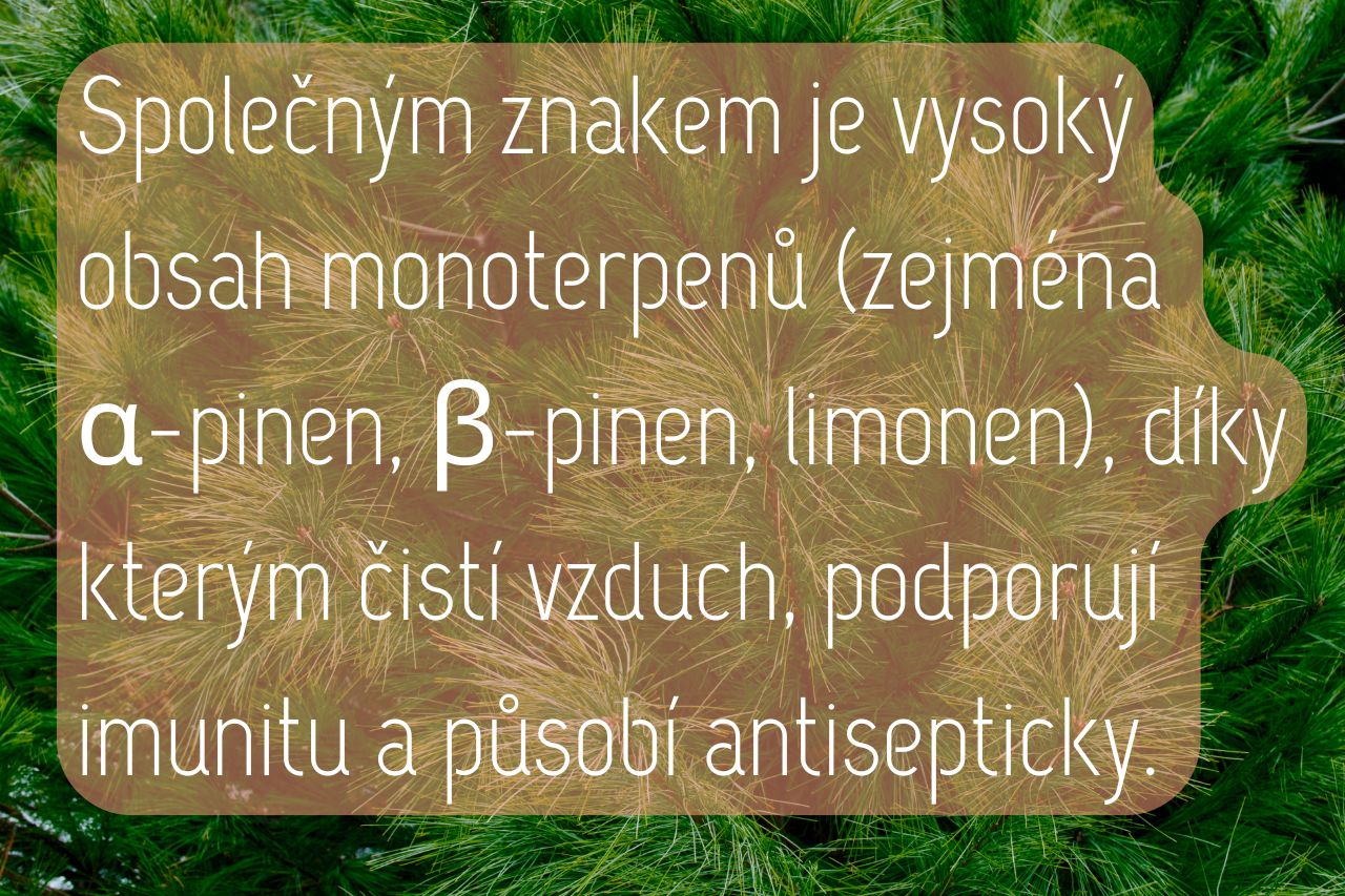 Éterické oleje z jehličnanů chemie