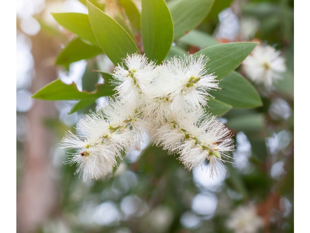kajeput