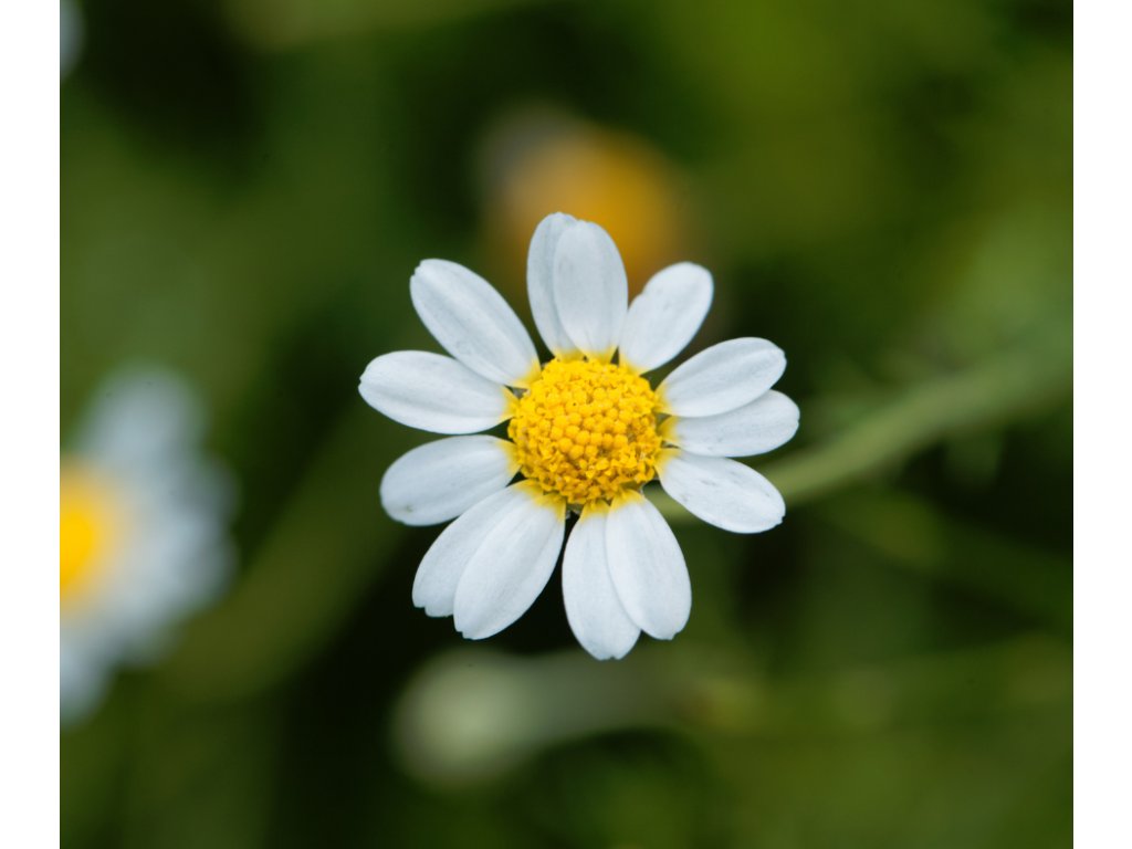 Chamaemelum nobile(1)