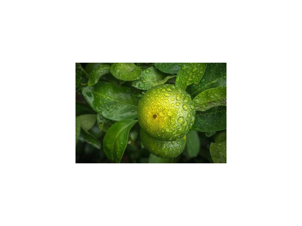 mandarinka zelena essentia nobilis