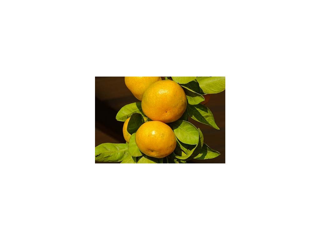mandarinka zluta essentia nobilis