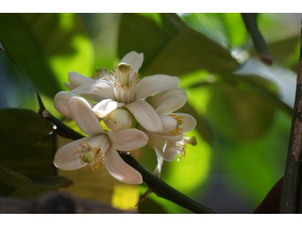 citrus 2090697 1280