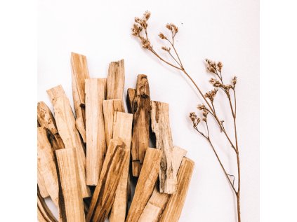 PaloSanto plant 2 1024x1024