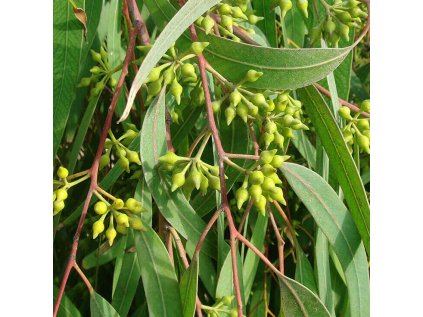 Eucalyptus smithii 736