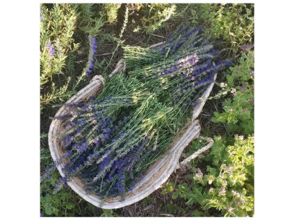 Screenshot 2025 11 25 at 14 15 45 Květová voda z BIO yzopu Hydroláty Herba Roja