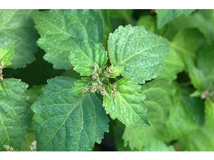 paculi essentia nobilis